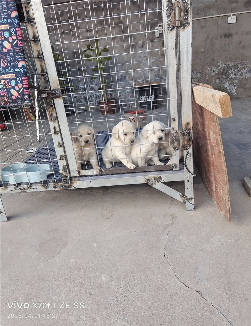 拉布拉多幼犬