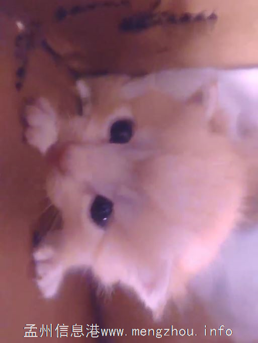 家里的猫咪下崽子了，免费送人