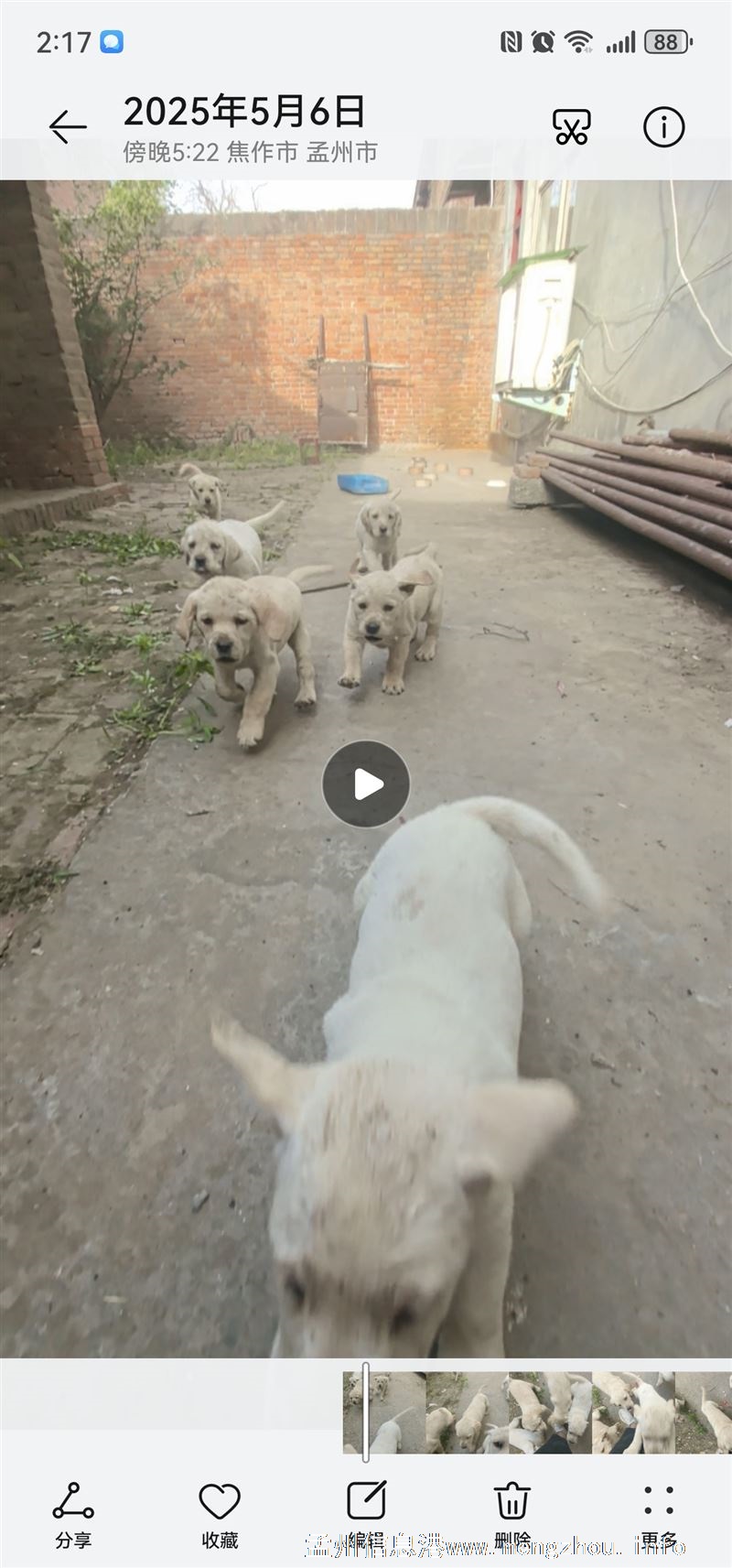 自己家狗生的 拉布拉多幼犬40多天