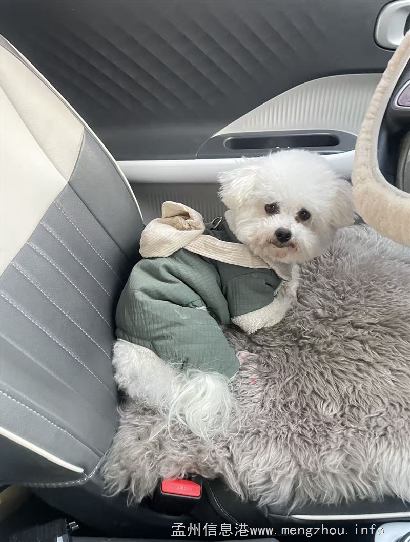 [抱拳]寻狗启示，白色比熊