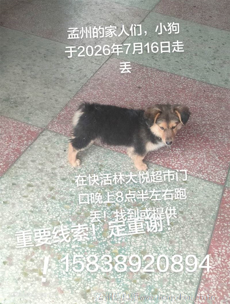 寻狗启示