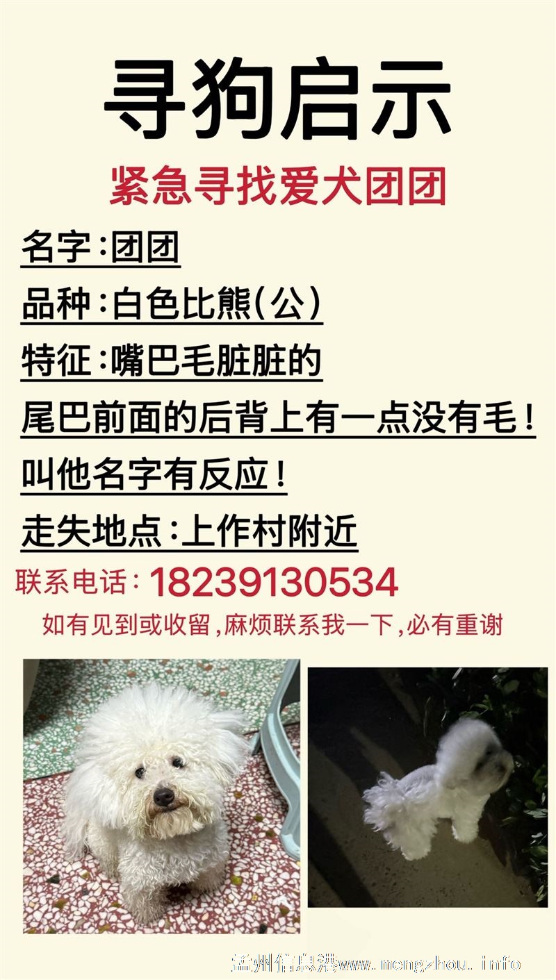 找小狗团团
